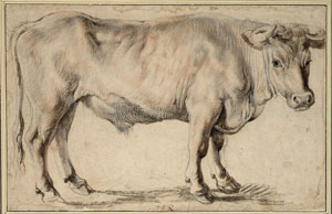 "MMy favorite picture in “Peter Paul Rubens: The Drawings,” at the Metropolitan Museum, portrays an ox. In black and red chalks, with enhancing traces of other mediums, the work conveys ponderous mass, rippling musculature, bristling hair, and creased and dimpled, somehow palpably warm, skin. Turning its great head to gaze at us with mild, blameless stupidity, this is an ox’s ox—likely the pride of one of the farms that Rubens owned outside Antwerp—by history’s chief painter’s painter  Read more http://www.newyorker.com/archive''
