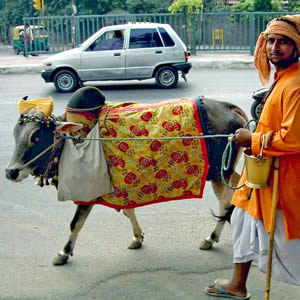 ---For our next bizarre health fad, we turn our attention to a South Asian nation of one billion -- India. The cow is a sacred creature in India, to such an extent that India's biggest and oldest Hindu nationalist group, the Cow Protection Department of the Rashtriya Swayamsevak Sangh (RSS), hopes to turn cow urine into the next soft-drink craze. The RSS has been steadily building hype for cow urine over the past few years, promoting the liquid as a cure for a range of ailments including liver disease and, of course, cancer. By the end of this year, RSS hopes to release its "cow cola"  Read more: http://ca.askmen.com/top_10/fitness/top-10-bizarre-health-fads_4.html#ixzz2RNk3RkdB---